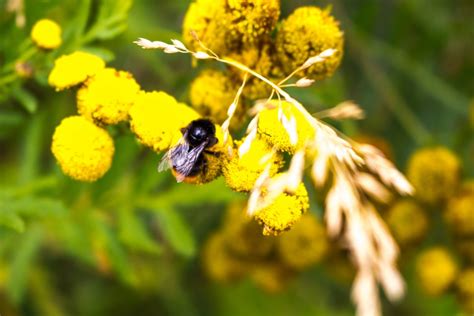 Banco De Imagens Natureza Ramo Flor Plantar Prado Gr O Flor