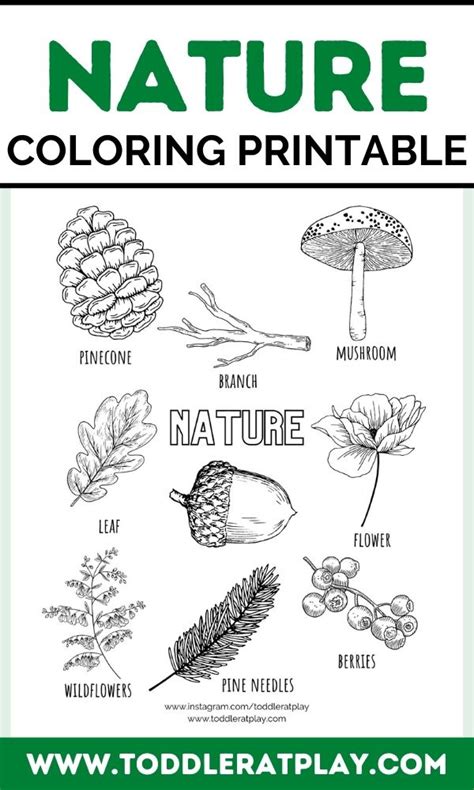 Nature Coloring Printables Preschool Activities Toddler Preschool