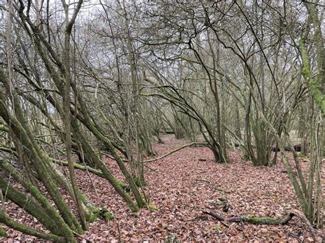 Edge Of Well S Copse Mr Ignavy Geograph Britain And Ireland