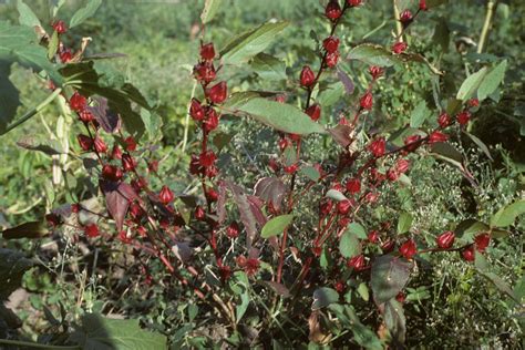 Hibiscus Sabdariffa L Species