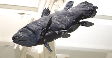 Coelacanth | AMNH