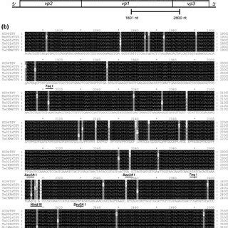 schematic diagram  tsv showing  region sequenced