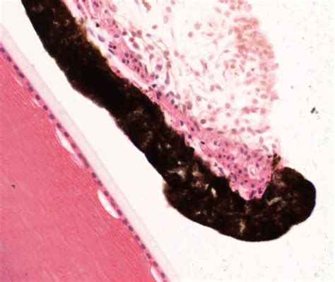 pathology outlines anatomy histology