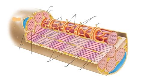 Anatomy And Physiology Chapter 8 Diagram Quizlet