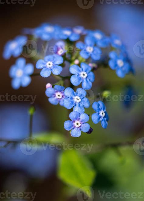 Siberian bugloss, Brunnera macrophylla 39291773 Stock Photo at Vecteezy