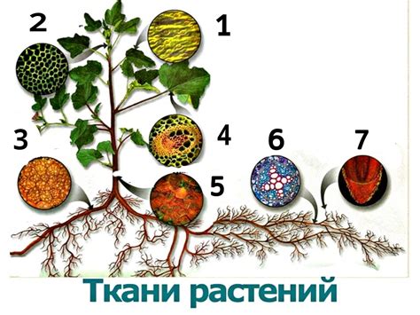 Тест по биологии 6 класс Растения с ответами
