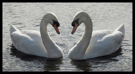 15 Beautiful Examples Of Symmetry In Nature Cars 2015 Pics Hub