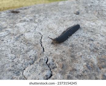 Naked Worm Over 108 Royalty Free Licensable Stock Photos Shutterstock