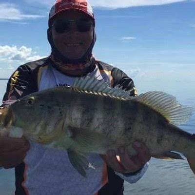 Repolho Guia De Pesca Em Presidente Epit Cio Sp B Ra Pescar