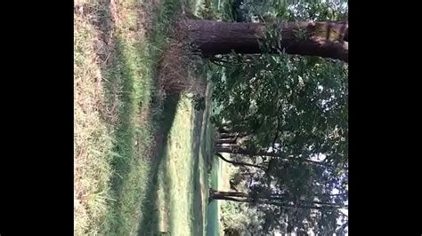 Bosque Videos XVIDEOS