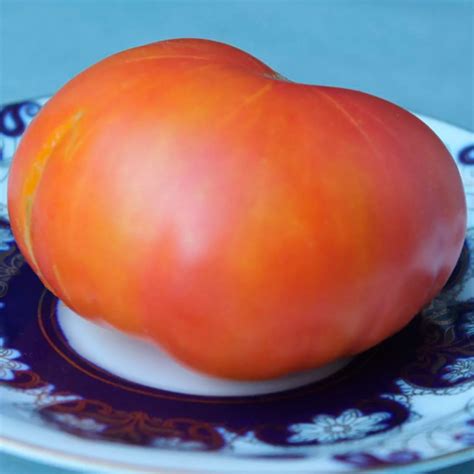 Томат шен фас аха характеристика и описание