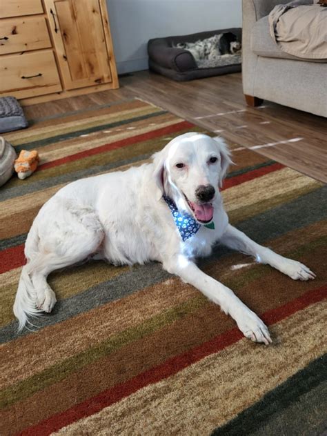 Tracker Above And Beyond English Setter Rescue