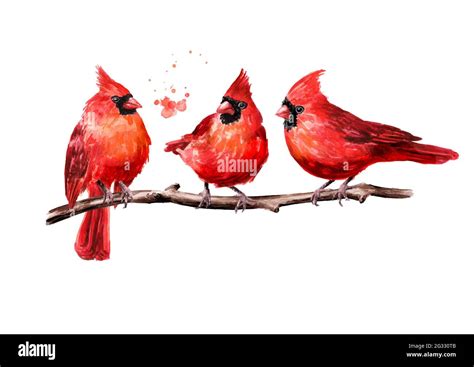 Red Birds Cardinal On The Branch Watercolor Hand Drawn Illustration Isolated On White