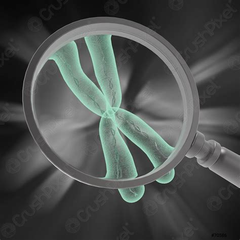 Chromosome x - stock photo 70586 | Crushpixel