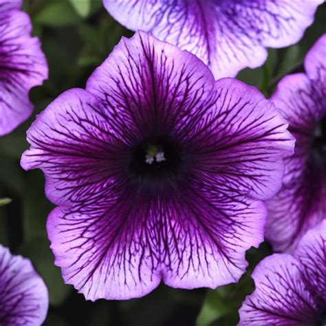 Product Details - Petunia SureShot™ Blue Vein
