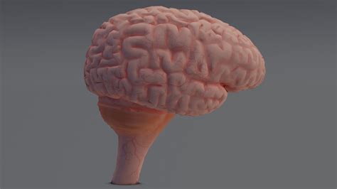 ArtStation - Brain 3D model | Resources