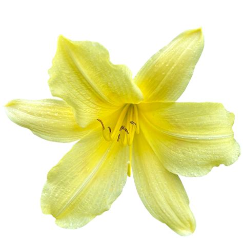 Yellow daylily Plant 24807661 PNG