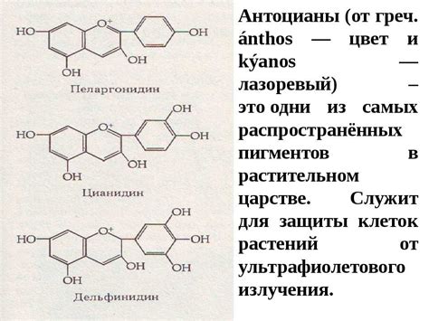 Антоцианы: свойства, польза и вред