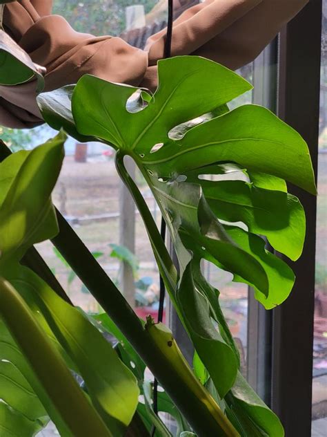 Monstera deliciosa leaves in the Houseplants forum - Garden.org