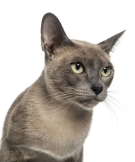 The Ultimate Cat Names Guide Tonkinese Cat Cat Breeds Cat Names