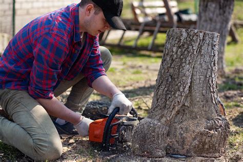 Stump Removal - Tree Trimming Services | Burbank California
