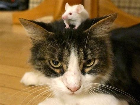 Анемия у кошек - симптомы, причины и лечение заболевания - PetsTime.ru