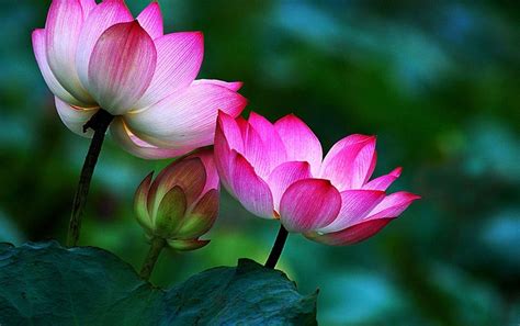 Zen Lotus Flower Wallpapers - Top Free Zen Lotus Flower Backgrounds ...
