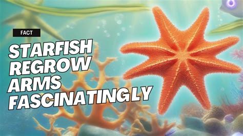 Fascinating Did You Know Starfish Can Regrow Their Arms YouTube