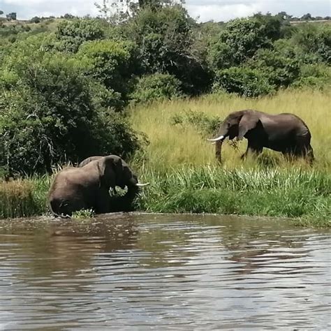 Bwindi Gorilla Trekking And Queen Elizabeth Wild Life Tour Days