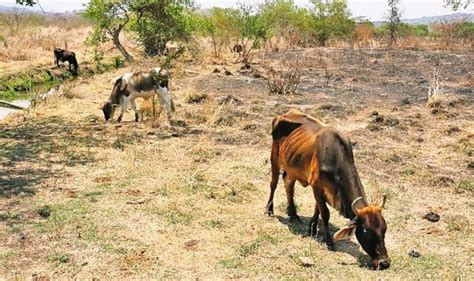 La prolongada sequía continúa afectando al suelo y las pasturas con