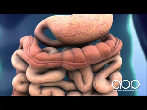Digestive System Animation Video