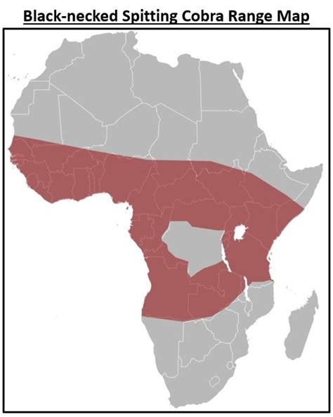 8 COMMON Snakes Found In Ghana 2025 Bird Watching HQ