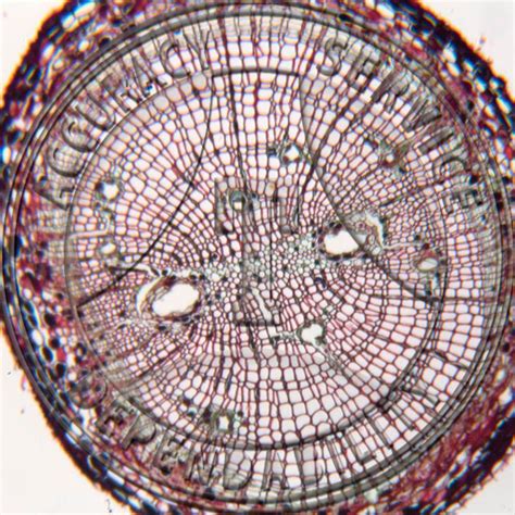 Pinus Root Cs Prepared Microscope Slide