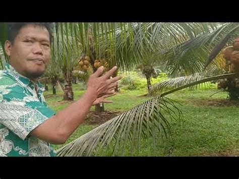 Panen Cuan Tiap Bulan Dari Kebun Kelapa Kopyor Dari Bibit Kultur