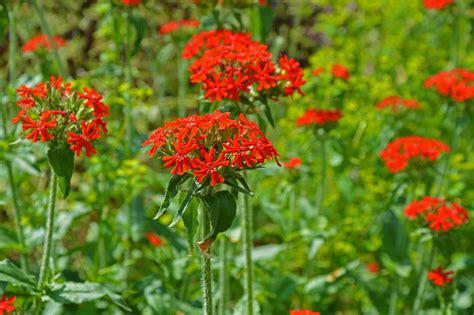 15 Varieties Of Red Flowers To Consider For Your Garden