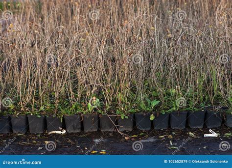 outdoor berry plant nursery stock image image  greenery bloom