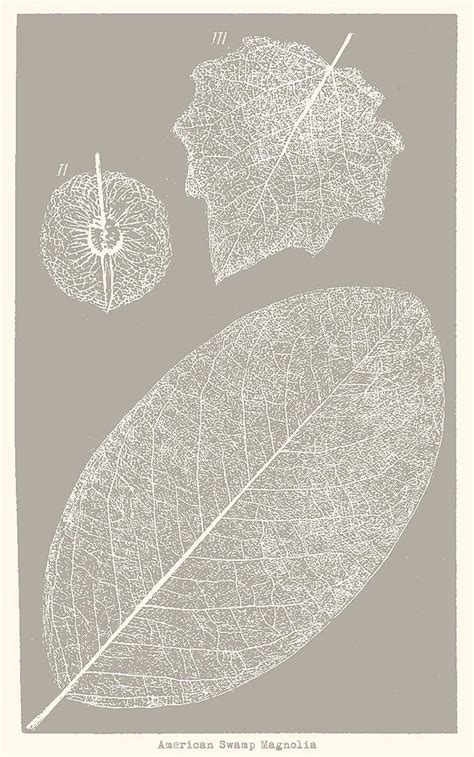 American Swamp Magnolia Leaves Photograph By Mark Gantt Pixels
