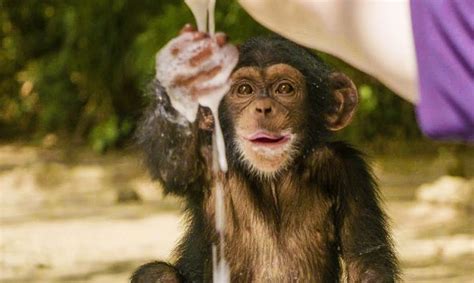 Baby Chimpanzees Playing With Bubbles | BBC Earth