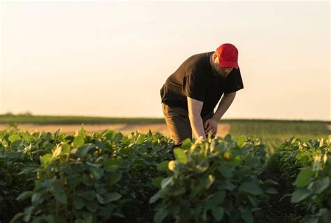 Farmers In Soybean Fields Stock Photo By Fotokostic