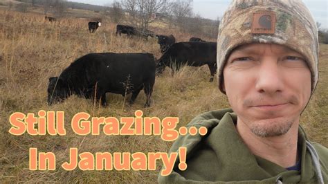 Strip Grazing Cattle On Stockpiled Grass Youtube