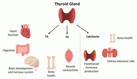 This Is How Your Thyroid Works Platform Cme