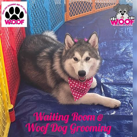 Woof Dog Grooming And Pet Sitting Orlando