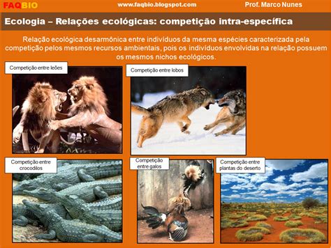 Tipos De Relação Ecológica - FAQBIO - Apoio ao Estudo de Biologia: Ficha Resumo - Ecologia ...