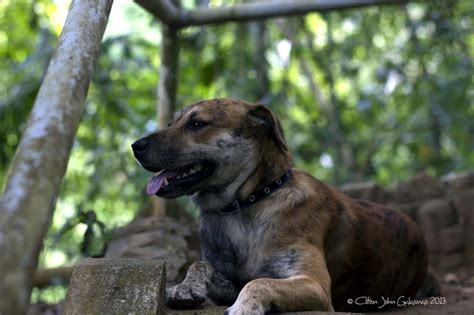 photo   dark brown dog creative clif