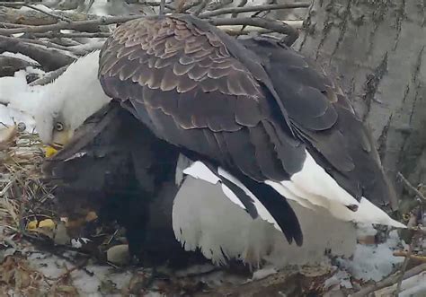 Second egg appears in bald eagles' nest in Hays | Pittsburgh Post-Gazette
