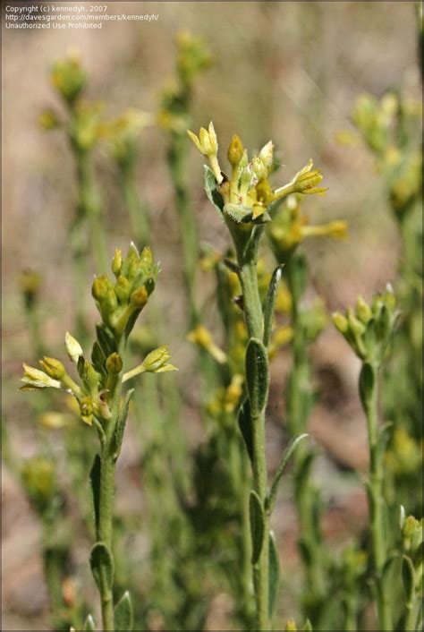 PlantFiles Pictures Pimelea Species Curved Rice Flower Pimelea