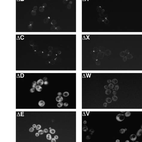 A Localization Of Spa Gfp Deletion Mutants Exponentially Growing