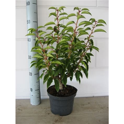 Prunus Lusitanica Angustifolia Pr Ang Floraxchange