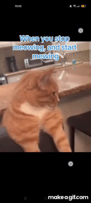mewing cat    gif
