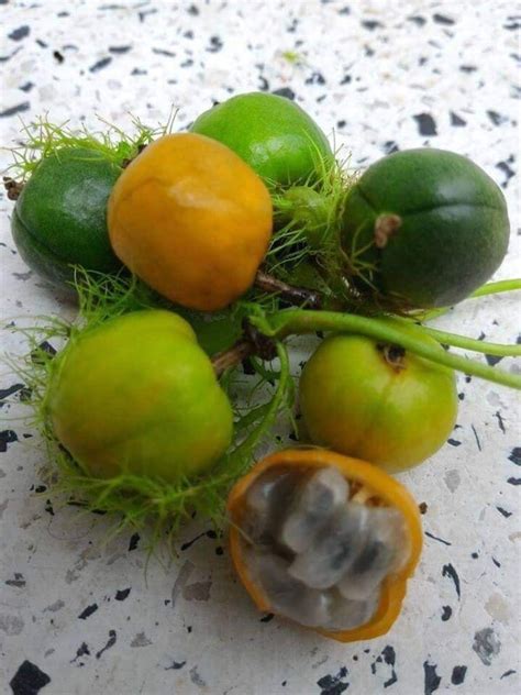 cay lac tien  duoc voi nhung tac dung bat ngo